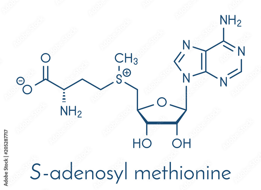 Wall mural S-adenosyl methionine (SAM) molecule. Essential in several metabolic pathways. Often found in dietary supplements. Skeletal formula.