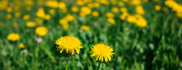 Yellow Dandelions on the field in the daylight, banner