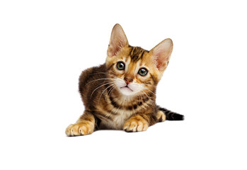 small Bengal kitten looks