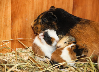 Guinea pig with small piglets