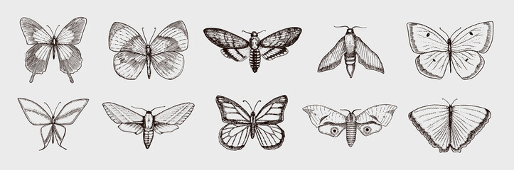 Naklejka premium Collection of butterfly or wild moths insects. Mystical symbol or entomological of freedom. Engraved hand drawn vintage sketch for wedding card or logo. Vector illustration. Arthropod animals.