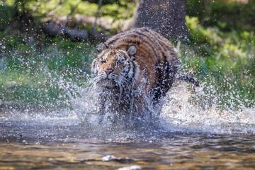 Tiger im See © Nadine Haase