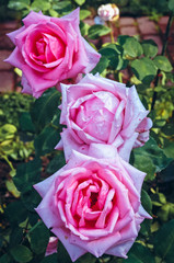 Rose flowers in the garden - variety called Carinella