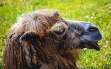 Close up on a head of Bactrian camel