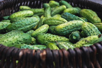 Wicker basket full of green Polish fresh cucumbers