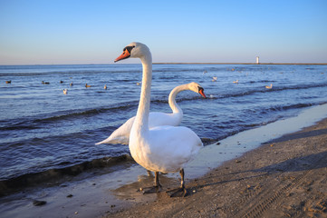 Swans on a beach in Swinoujscie town over Baltic Sea in Poland