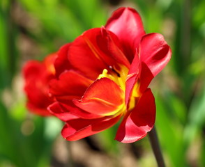 Red tulip on blurred green background. Selective focus