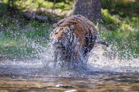 Tiger im See