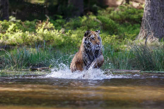 Fototapeta Tiger im See