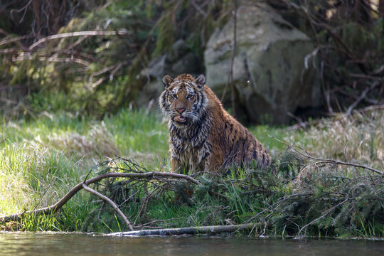 Tiger am See