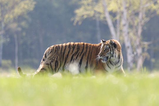 Sibirischer Tiger