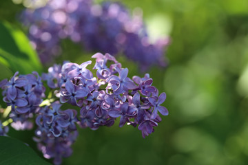 Blooming lilac in the garden