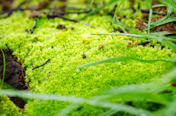 
moss in the nature, at dawn in the mountains, with drops of dew, close