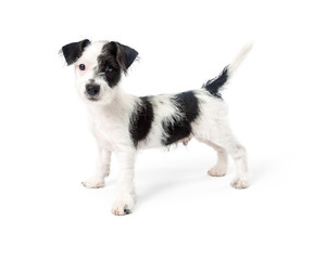 Black and White Terrier Puppy Standing Looking Side
