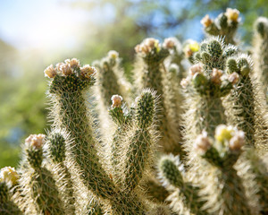 Cholla Cactus Plant in Arizona at Sunrise