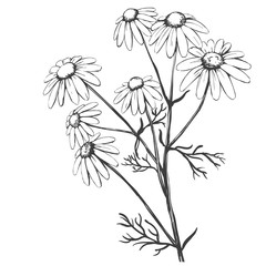 chamomile, herb medicinal, daisy hand drawn vector illustration realistic sketch