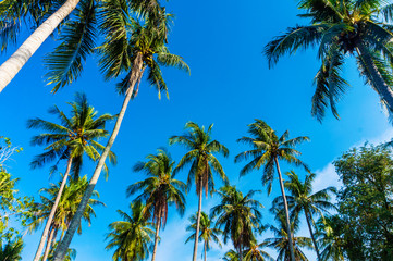 Coconut Palm trees against blue sky. Tropical and exotic landscape.