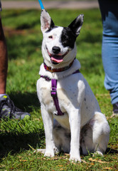 Black and white terrier dog happy in the sun with extended tongue