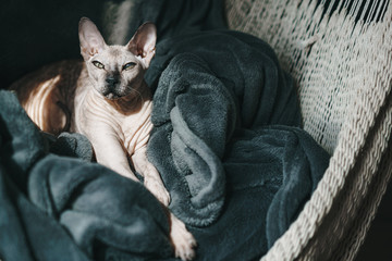 The proud cat of the Sphinx lies in his gray plaid in a hammock and enjoys the sun.