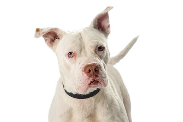Closeup White Pit Bull Dog Looking