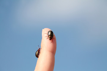 escarabajos posados en un dedo