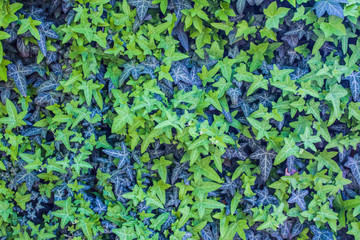 ivy decorated the wall of the house with a beautiful pattern