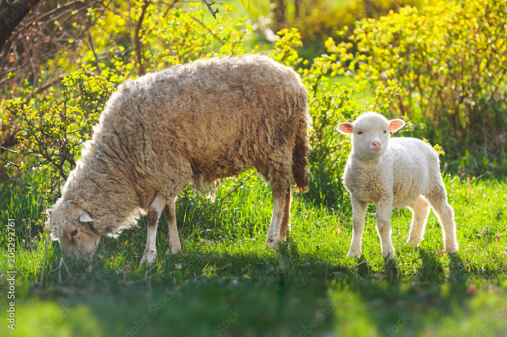 Wall mural two sheeps. little baby lamb with adult mother sheep