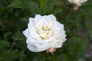 Una rosa bianca f/6.3 tempo di esposizione 1/100 sec iso 100
