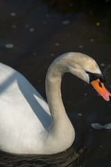 Swan on the open water. Portrait.