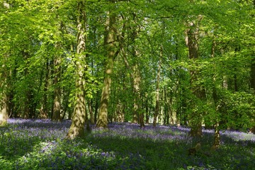 Bluebell wood in UK