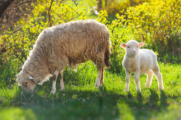two sheeps. little baby lamb with adult mother sheep