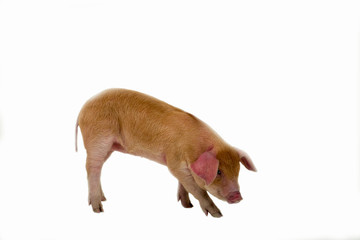 Red piglet duroc breed isilated on white background