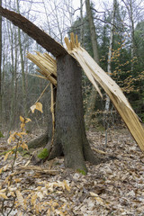 Storm damage. Toppled trees in the forest after a storm.