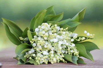 Convallaria majalis © diana