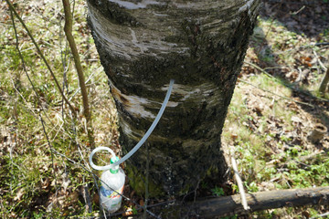 Taking juice from birch in spring time.
