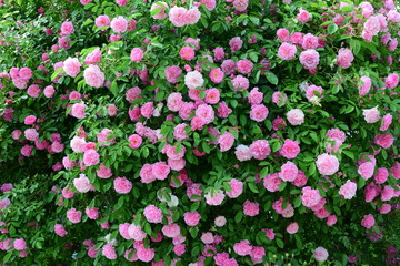 Obraz premium Rosa Ramblerrosen, Kletterrosen in voller Blüte