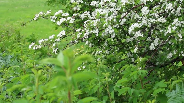 The wind wavers the grass and branches of a flowering shrub on the lawn