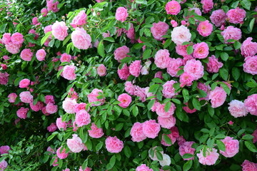 Naklejka na ściany i meble Rosen in voller Blüte, Ramblerrosen in rosa
