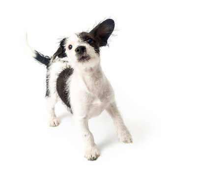 Playful Terrier Puppy on White Background