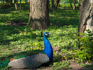 Obraz premium Beautiful peacock in its habitat