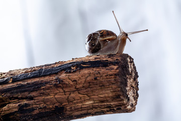 Garden Snail on a log, Close up