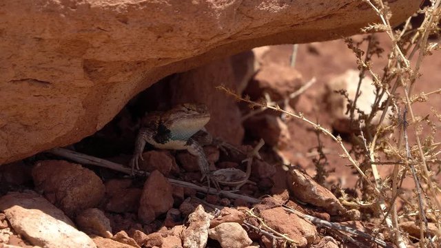Desert Spiny lizard doing push ups in the shade under a rock in the Utah desert.