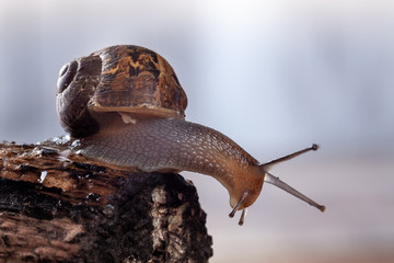 Garden Snail on a log, Close up