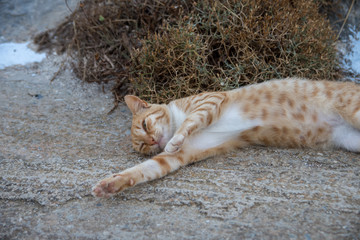 A playful cat in Amorgos lying on the road