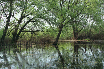 Landscape with flooding in marshland in spring. Spring view. Water scenery