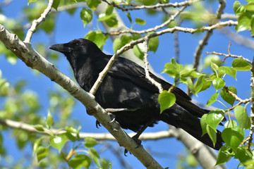 Black Raven Bird