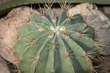 Fototapeta premium round top of cactus close-up