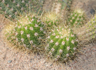 a few round the top of a cactus closeup