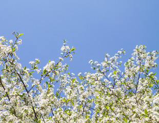 blooming white cherry on a blue sky background