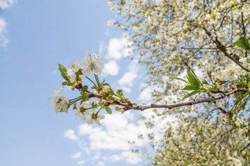 blooming white cherry on a blue sky background